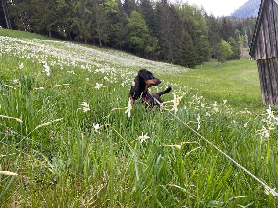 Alpenurlaub II Wohnung Mit Traumausblick Bad Mitterndorf Exterior foto
